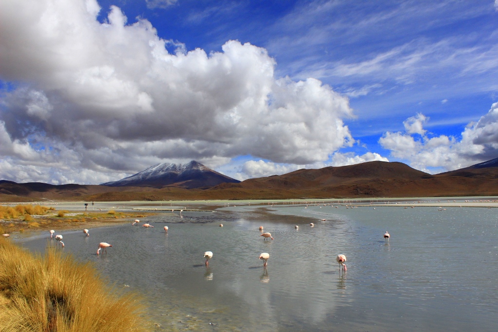 Den sydvästliga delen av Bolivia, där Renate gjorde en tredagars rundtur med bil i vildmarken, flamingos