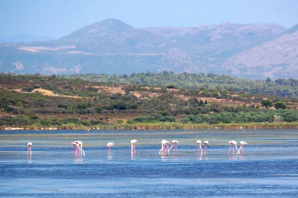 Flamingos i det grunda vattnet på uddens insida