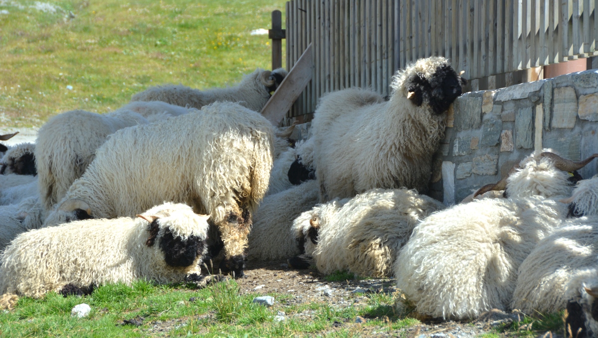 Får Zermatt