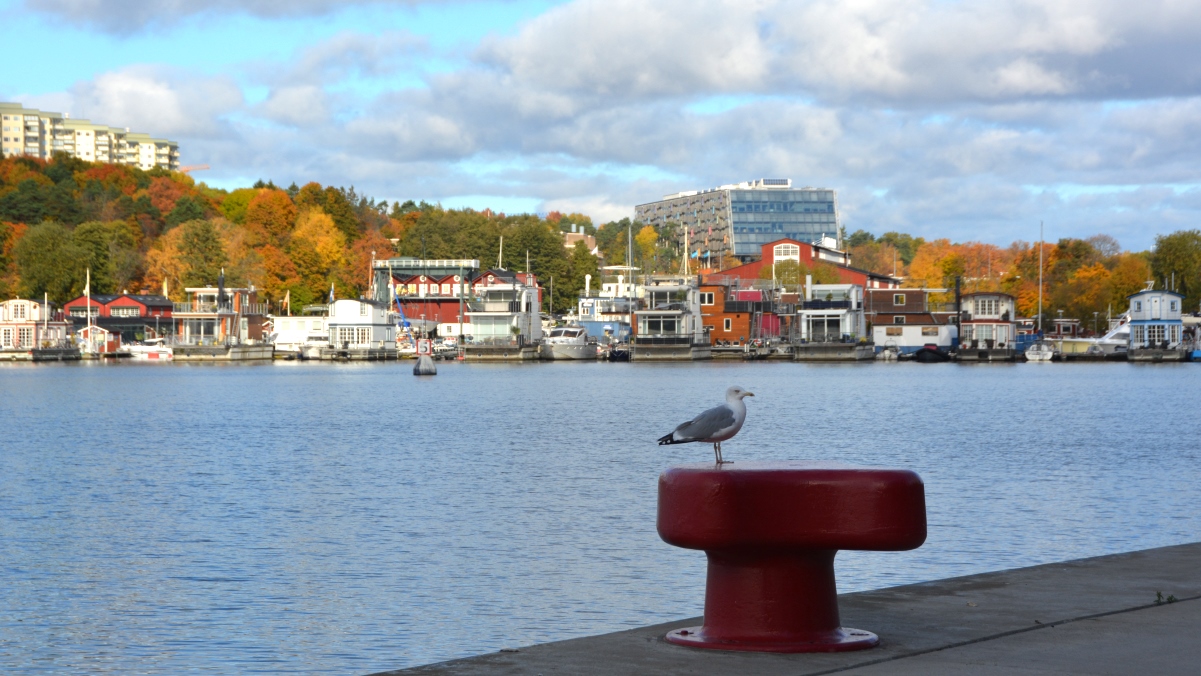Mås vid Hornsbergs strandpark