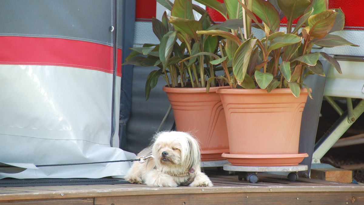 Hund