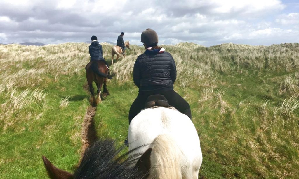 Irland hästar