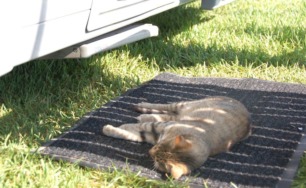 Katt på camping