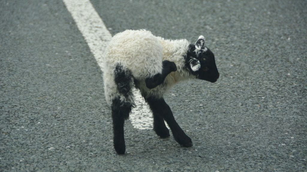 Lamm Irland