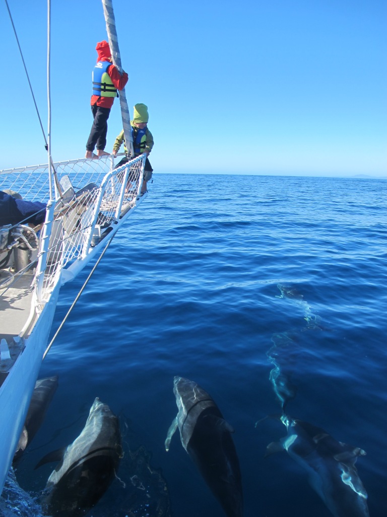 Delfinbesök utanför Tasmanien