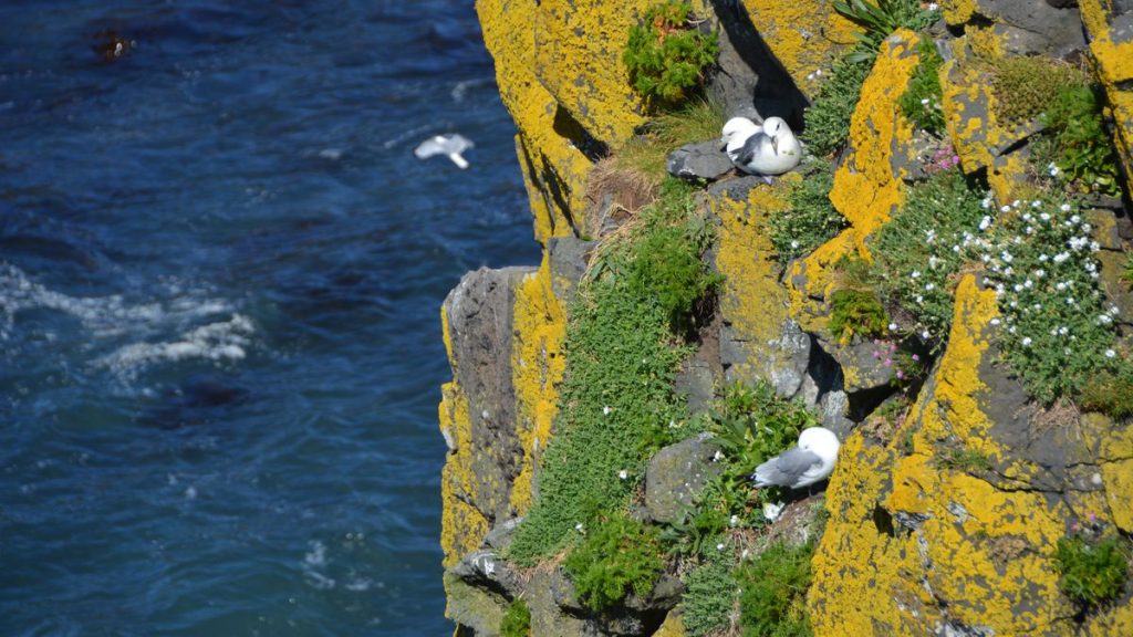 Sjöfåglar vid Carrick-a-Rede