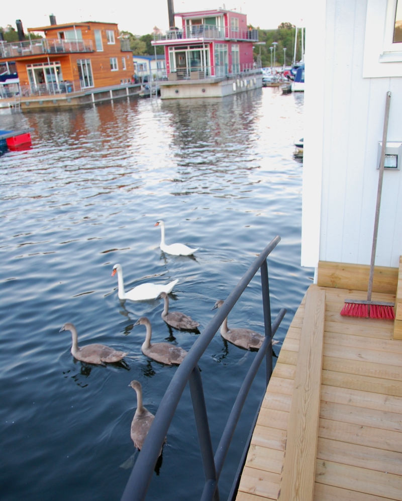 Svanfamilj på besök