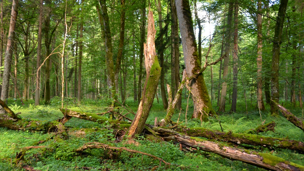 Urskog med visenter i Polen