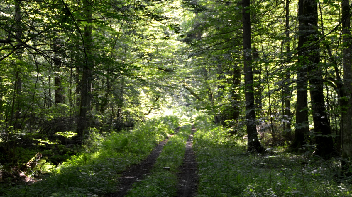 Bialowieza - visenter i Polen
