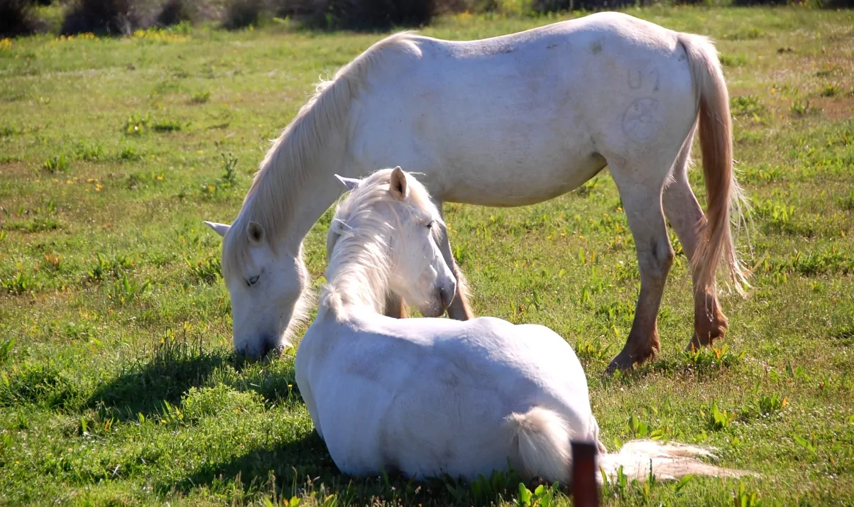 Camargue