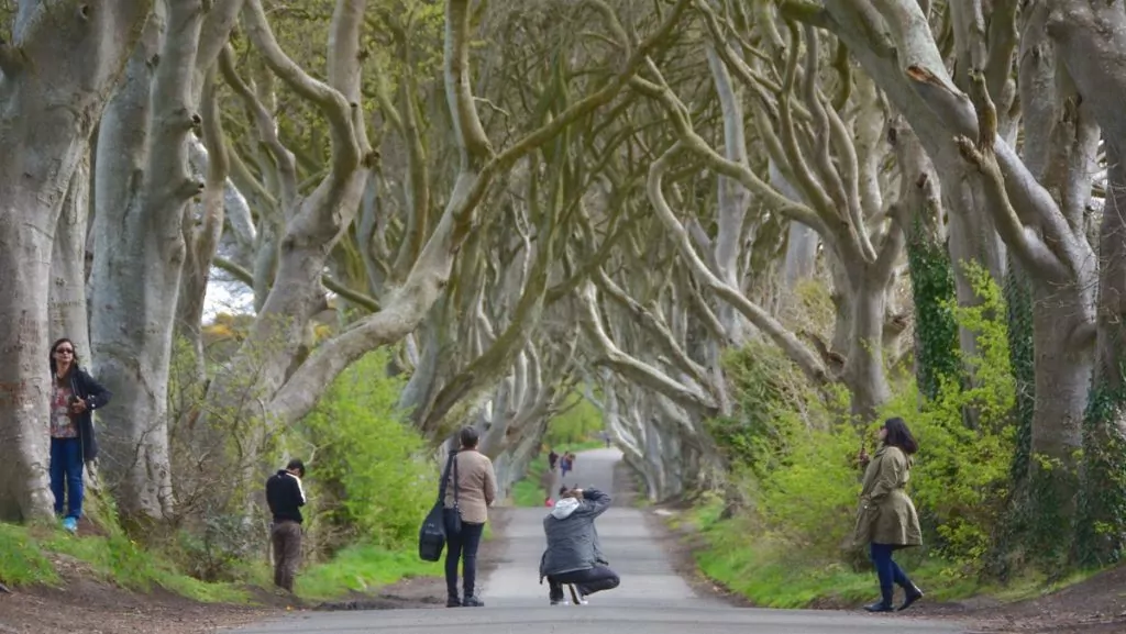 Dark hedges