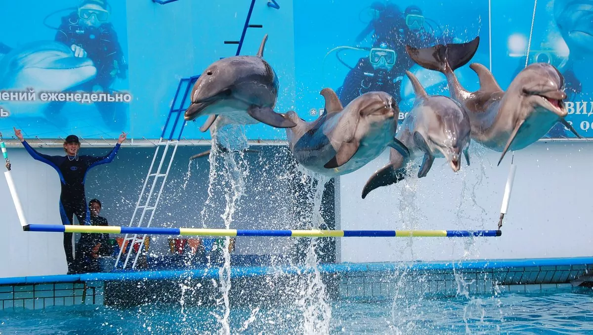 Delfiner Ukraina