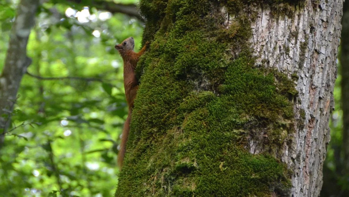 Bialowieza - visenter i Polen