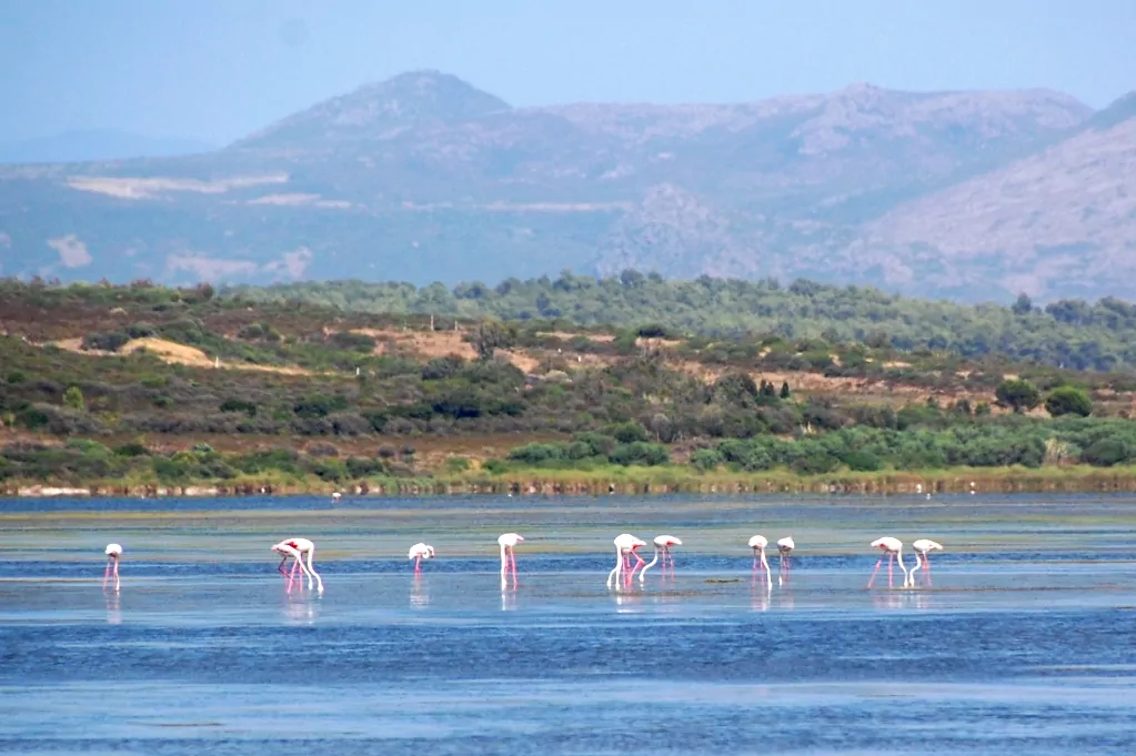 Flamingos i det grunda vattnet på uddens insida