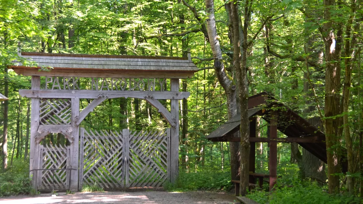 Grinden till Bialoweza nationalpark - urskog och visenter i polen