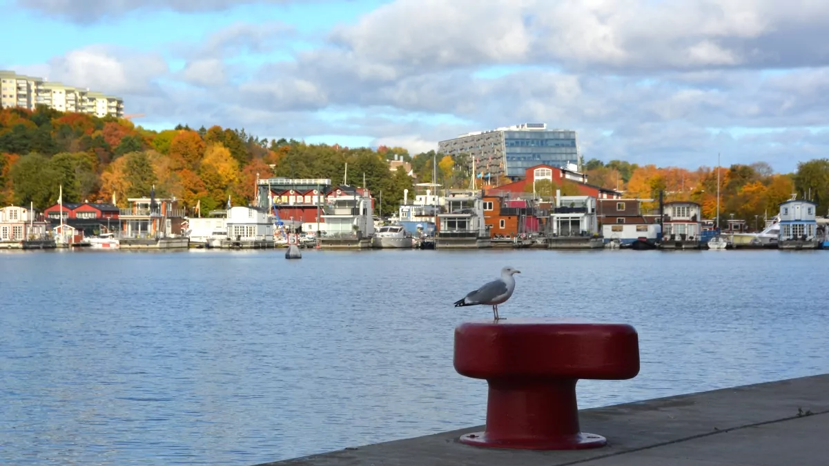 Mås vid Hornsbergs strandpark