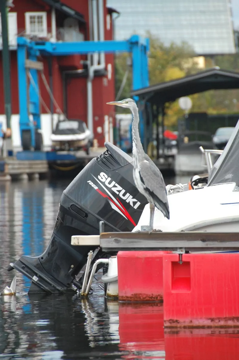 Häger i Pampas marina