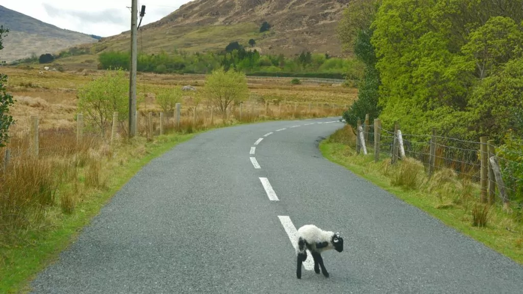 Irland lamm