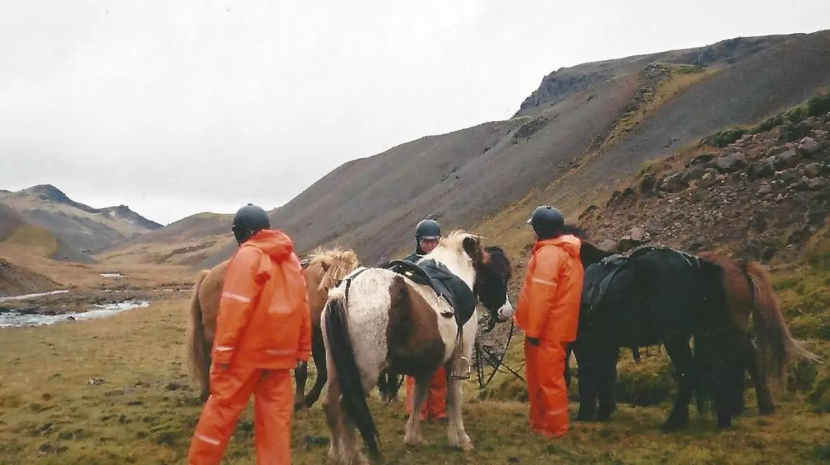 Islandshästar