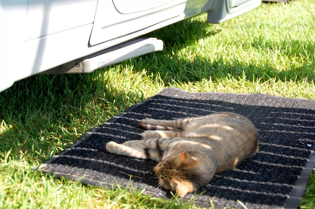 En av våra nya kattvänner känner sig hemmastadd på vår entrématta