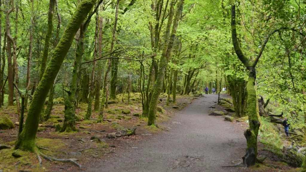 Natur Irland