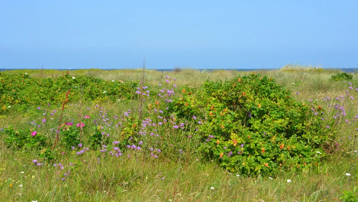 Naturskyddsområde mellan Mechelinki och Rewa