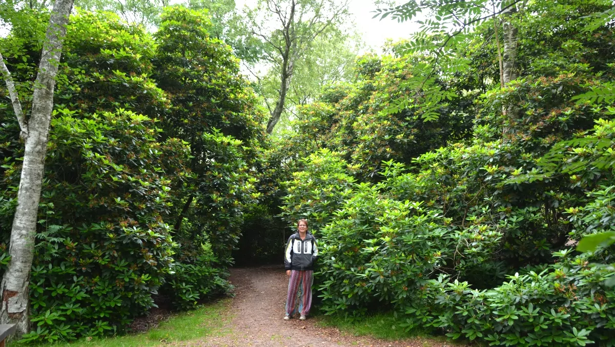 Rhododendronparken i Tylsöand