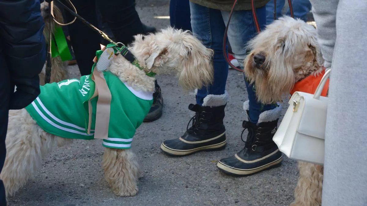 St Patricks Day hundar