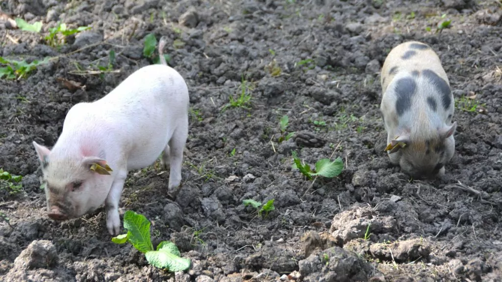 Två grisar på Stora Skuggans 4H-gård