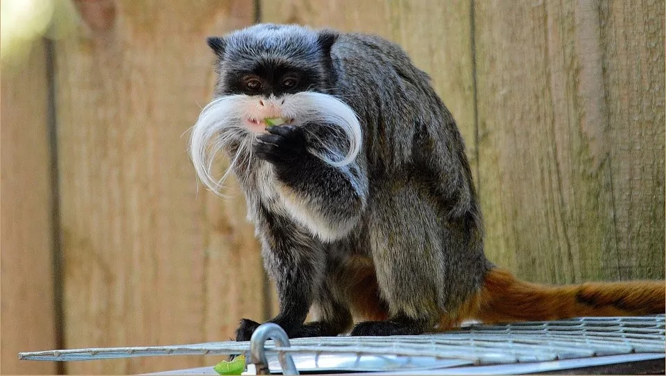 Tamarin