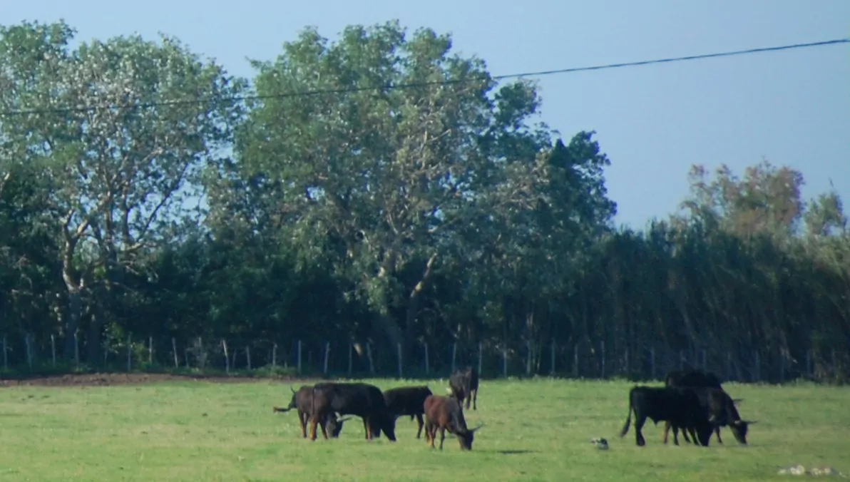 Svarta tjurar i Camargue