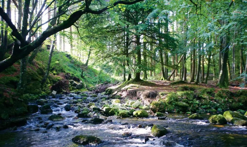 Tollymore forest