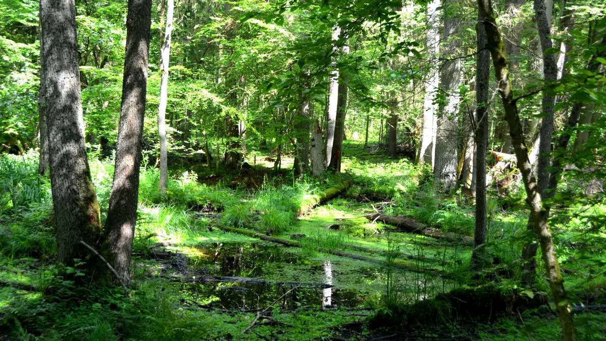 Urskog med visenter i Polen