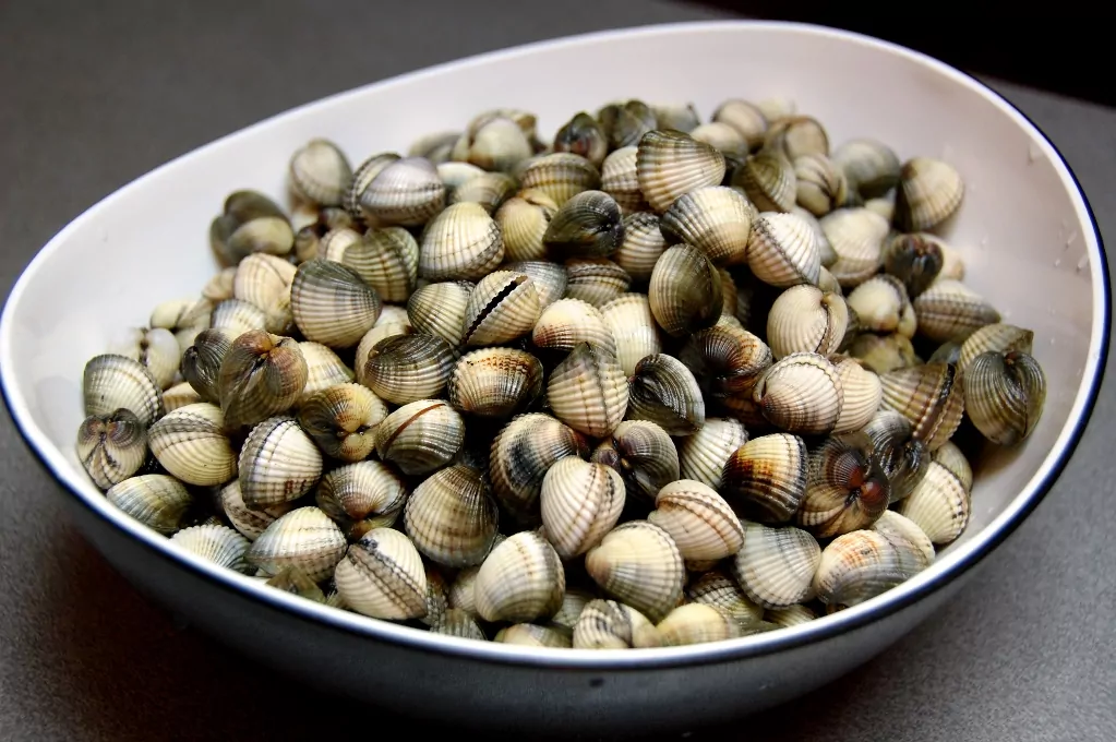 Förmiddagens skörd av Vongole-musslor - på eftermiddagen plockade vi lika många till!