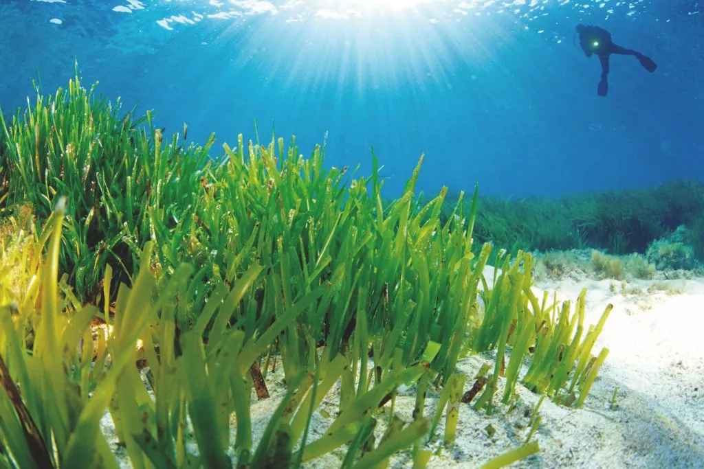 Posidonia 