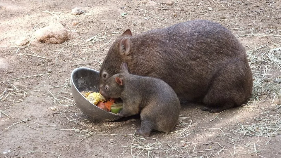 wombat