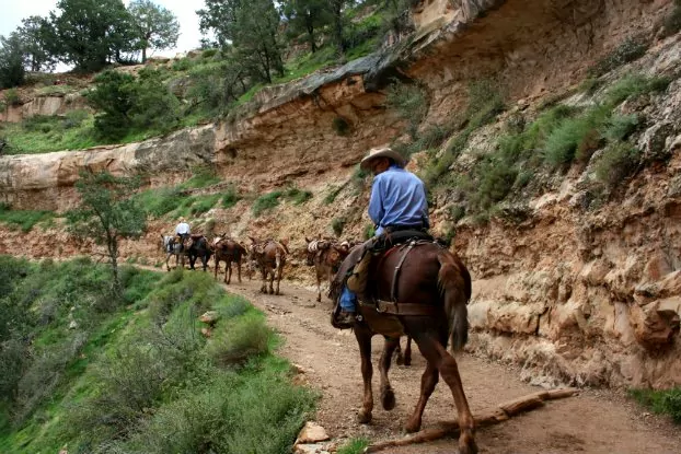 På vägen ner i Grand Canyon i USA