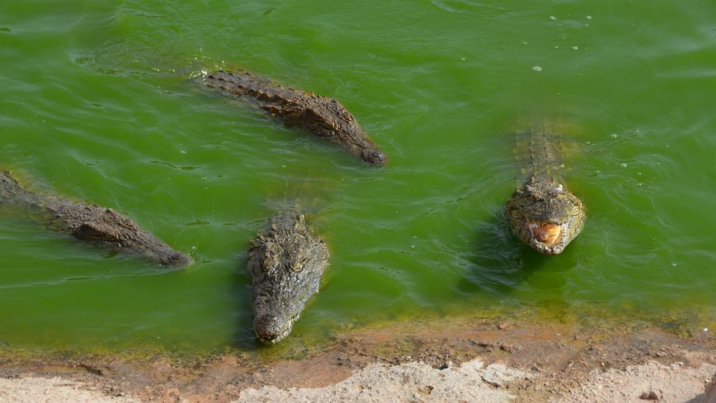 Agadirs krokodilpark