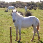 Camargue i Frankrike – de vita hästarnas land