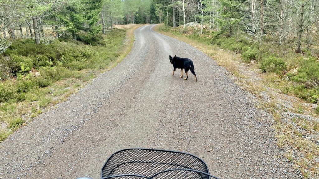Cykeltur vid Vidinge gård - hundvänligt boende i Småland