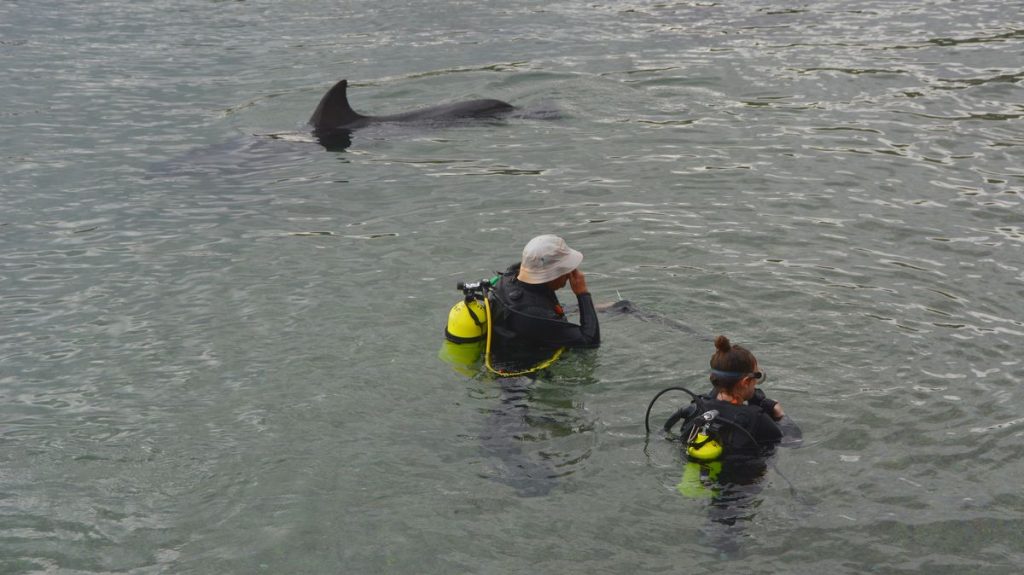 Dykare med delfin