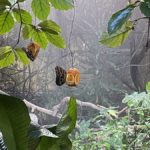 Fjärilshuset i Haga – tropiskt klimat, fjärilar och hajar