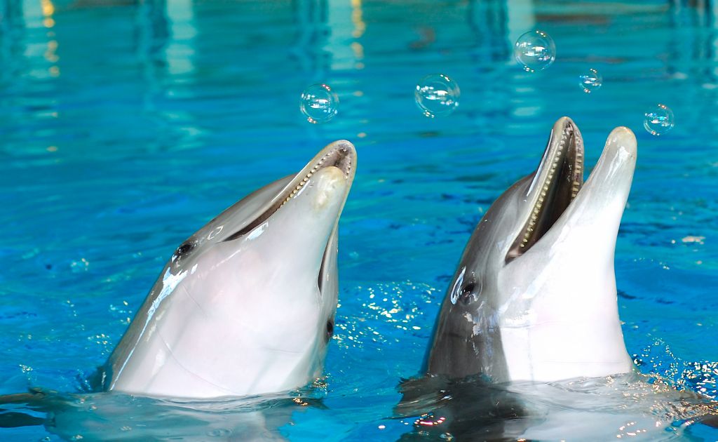 Дельфин издает звуки. Звук дельфина. Разговор дельфинов. Общение дельфинов между собой. Как общаются дельфины.