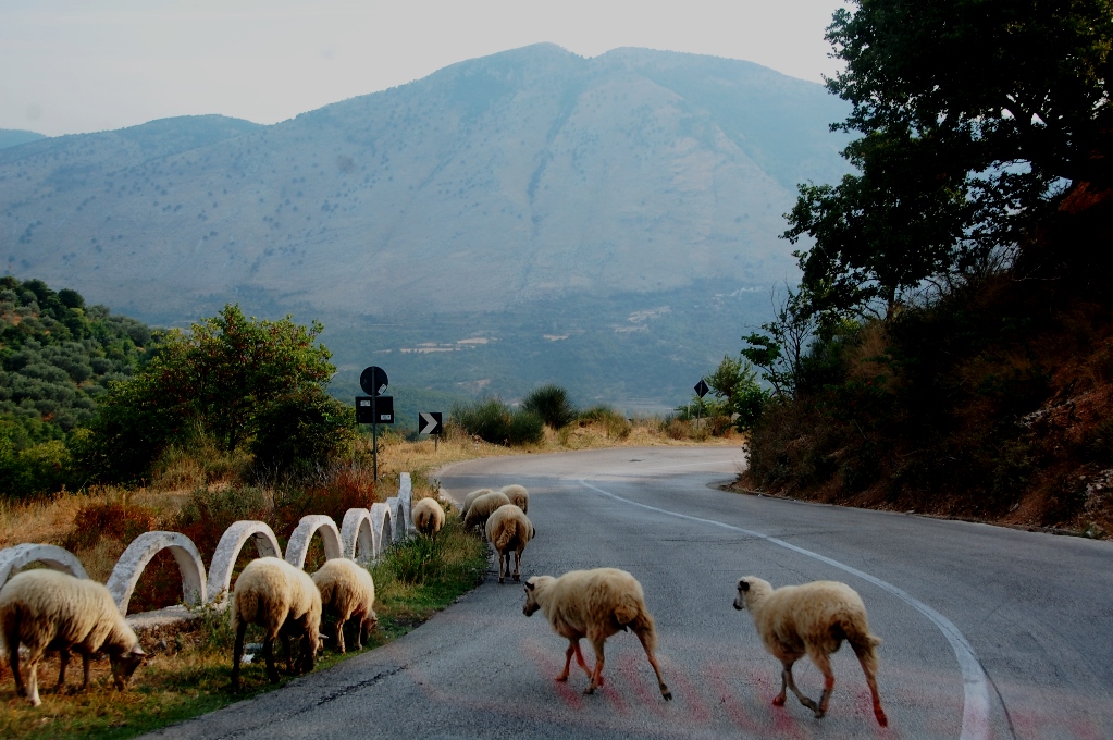 framme i Albanien. Det finns mycket får och getter i södra Albanien