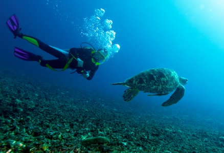 Swimming green turtle (Chelonia mydas) and diver, Gili meno, Lombok, Indonesia