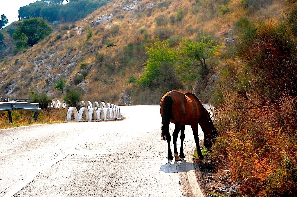 Häst i Albanien