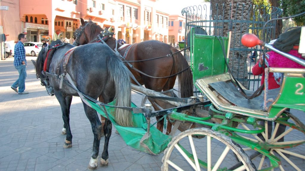 Häst och vagn Marrakech