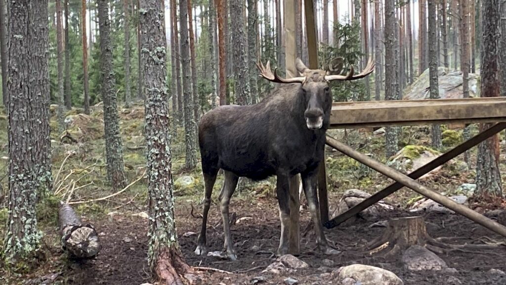 Göra i Småland