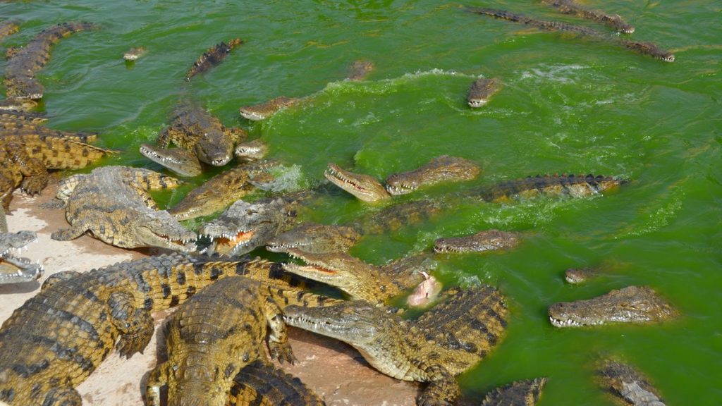 Krokodiler matning
