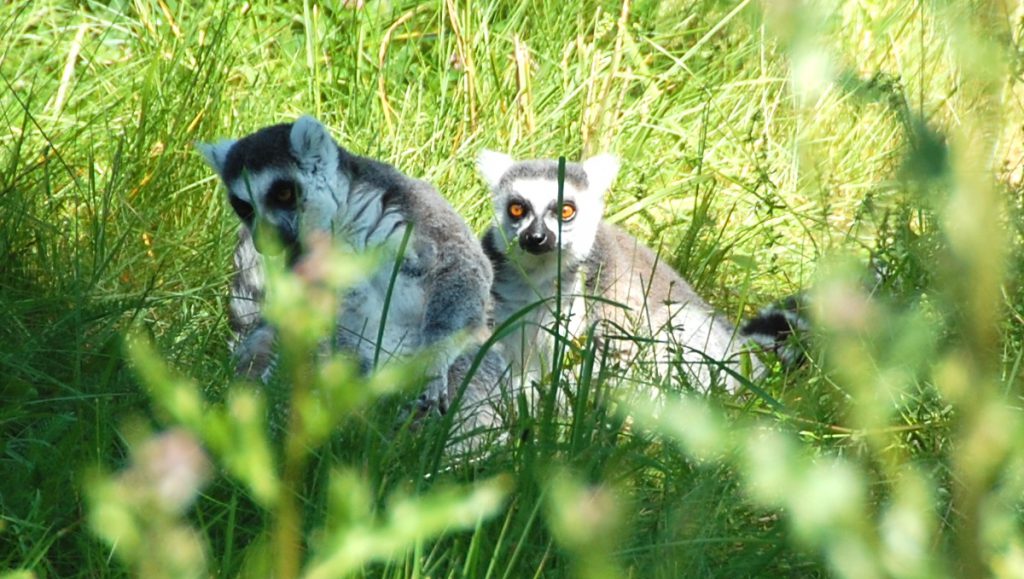 Resmål i Sverige - Lemur Furuviksparken